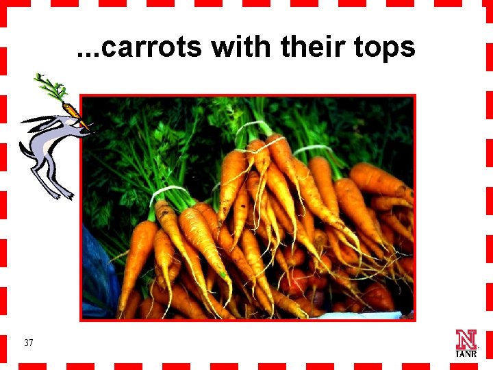. . . carrots with their tops 37 