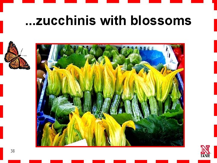 . . . zucchinis with blossoms 38 