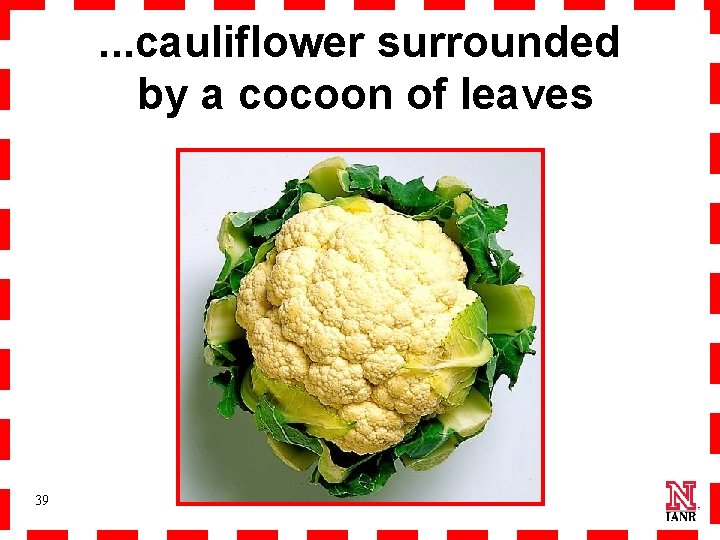 . . . cauliflower surrounded by a cocoon of leaves 39 