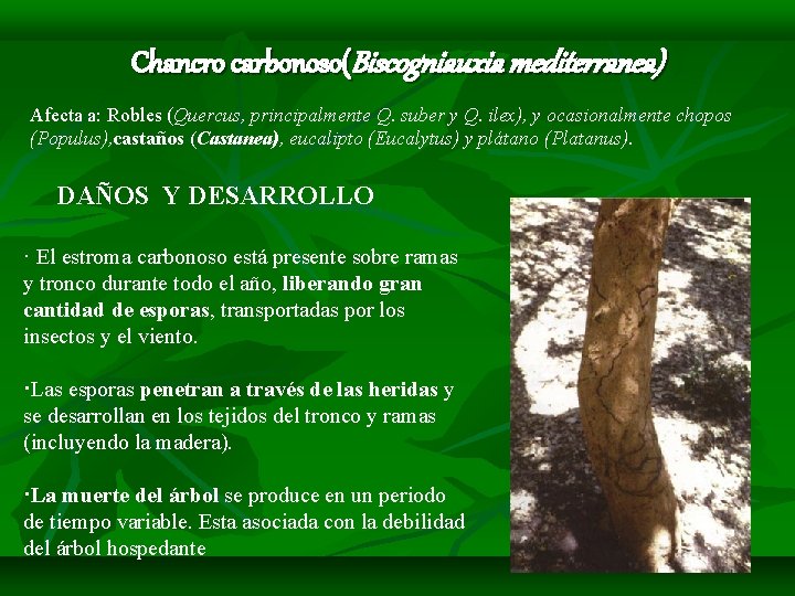 Chancro carbonoso(Biscogniauxia mediterranea) Afecta a: Robles (Quercus, principalmente Q. suber y Q. ilex), y