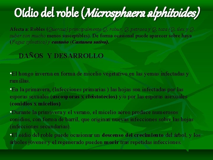 Oídio del roble (Microsphaera alphitoides) Afecta a: Robles (Quercus) principalmente Q. robur, Q. petraea