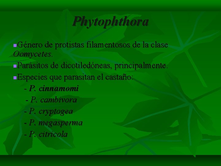 Phytophthora Género de protistas filamentosos de la clase Oomycetes. Parásitos de dicotiledóneas, principalmente. Especies