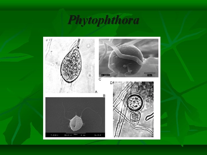 Phytophthora 