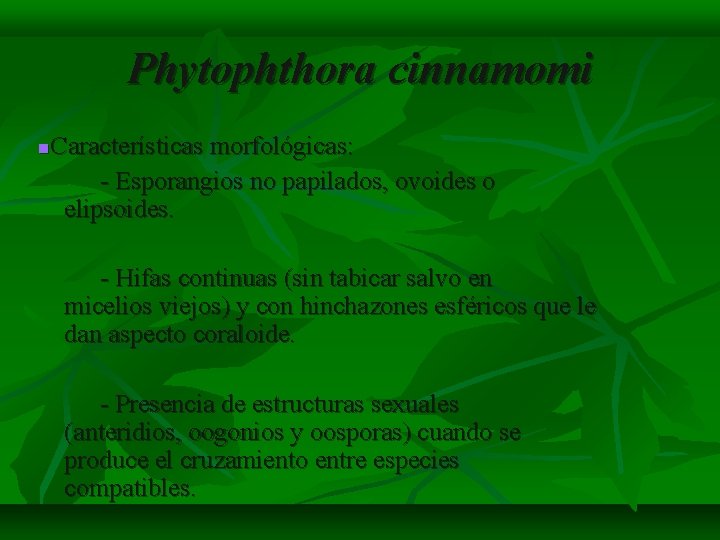 Phytophthora cinnamomi Características morfológicas: - Esporangios no papilados, ovoides o elipsoides. - Hifas continuas