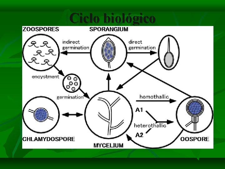 Ciclo biológico 