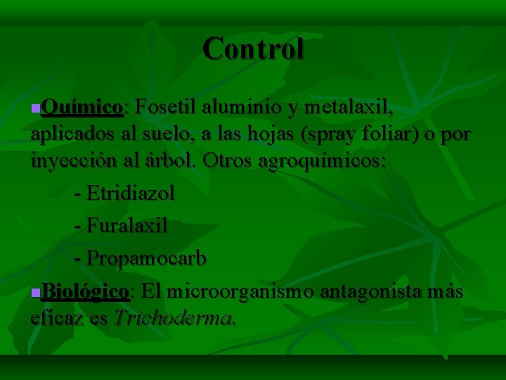 Control Químico: Fosetil aluminio y metalaxil, aplicados al suelo, a las hojas (spray foliar)