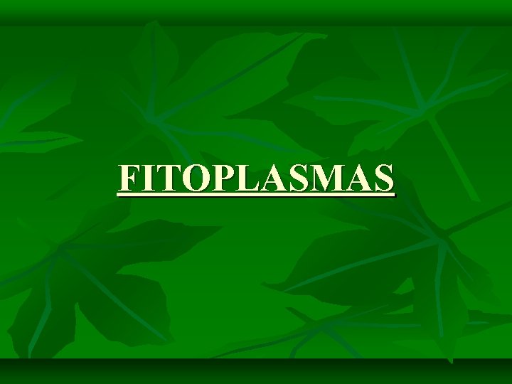 FITOPLASMAS 