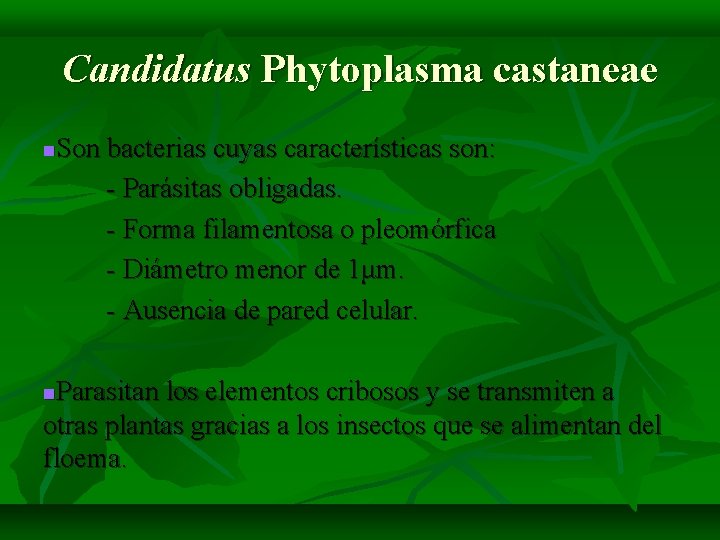 Candidatus Phytoplasma castaneae Son bacterias cuyas características son: - Parásitas obligadas. - Forma filamentosa