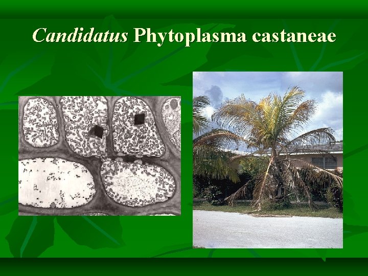 Candidatus Phytoplasma castaneae 