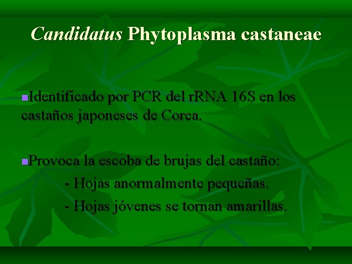 Candidatus Phytoplasma castaneae Identificado por PCR del r. RNA 16 S en los castaños