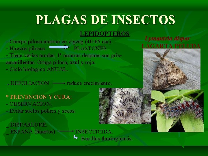 PLAGAS DE INSECTOS LEPIDOPTEROS - Cuerpo piloso, marron en zigzag (40 -65 cm). -