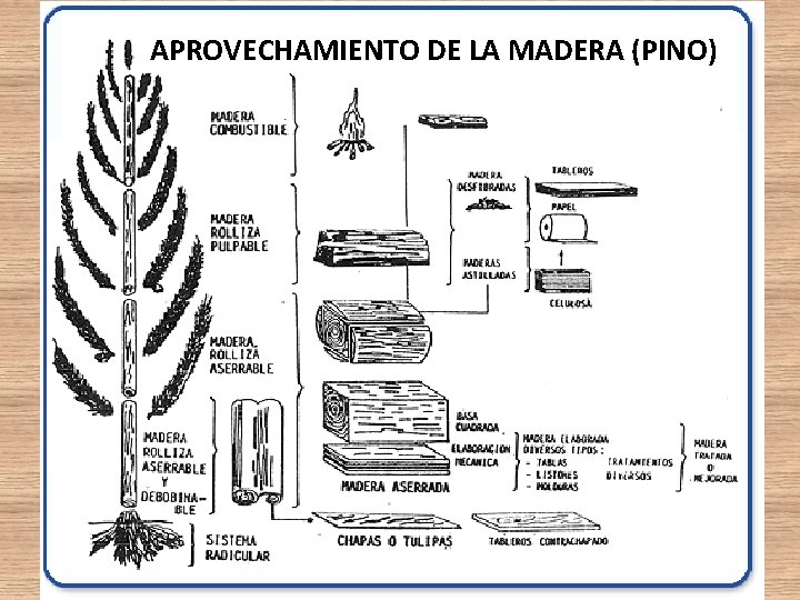 APROVECHAMIENTO DE LA MADERA (PINO) APROVECHAMIENTO DE LA MADERA (PINO)