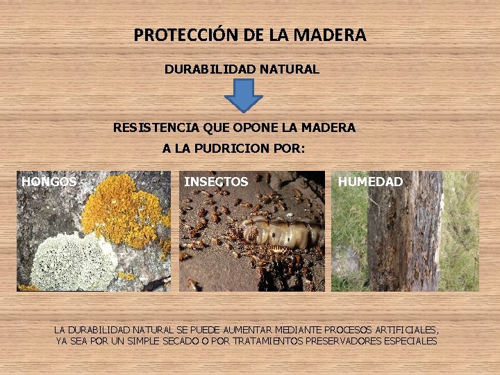 PROTECCIÓN DE LA MADERA DURABILIDAD NATURAL RESISTENCIA QUE OPONE LA MADERA A LA PUDRICION PROTECCIÓN DE LA MADERA DURABILIDAD NATURAL RESISTENCIA QUE OPONE LA MADERA A LA PUDRICION
