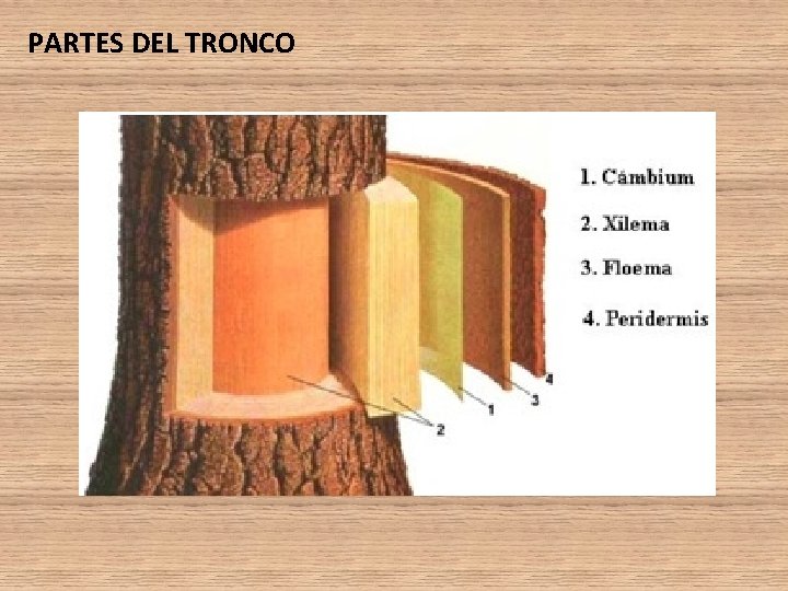 PARTES DEL TRONCO PARTES DEL TRONCO