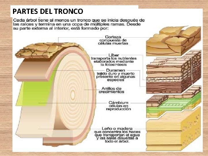 PARTES DEL TRONCO PARTES DEL TRONCO