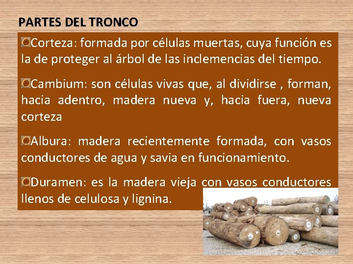 PARTES DEL TRONCO Corteza: formada por células muertas, cuya función es la de proteger PARTES DEL TRONCO Corteza: formada por células muertas, cuya función es la de proteger