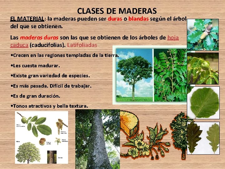 CLASES DE MADERAS EL MATERIAL: la maderas pueden ser duras o blandas según el CLASES DE MADERAS EL MATERIAL: la maderas pueden ser duras o blandas según el