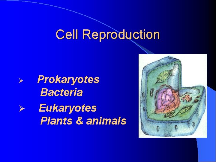 Cell Reproduction Ø Ø Prokaryotes Bacteria Eukaryotes Plants & animals 