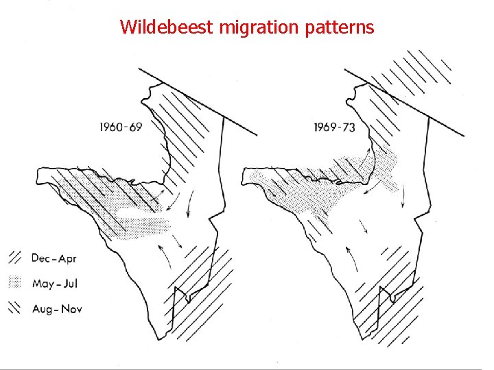 Wildebeest migration patterns 