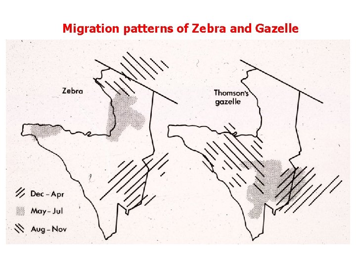 Migration patterns of Zebra and Gazelle 