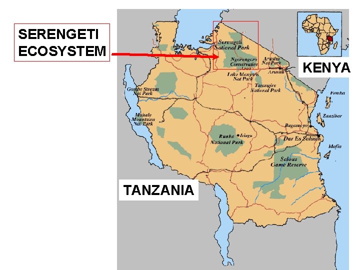 SERENGETI ECOSYSTEM KENYA TANZANIA 