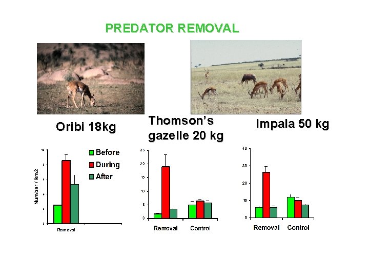 PREDATOR REMOVAL Oribi 18 kg Thomson’s gazelle 20 kg Impala 50 kg 