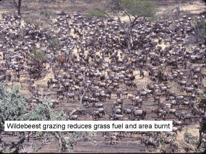 Wildebeest grazing reduces grass fuel and area burnt 