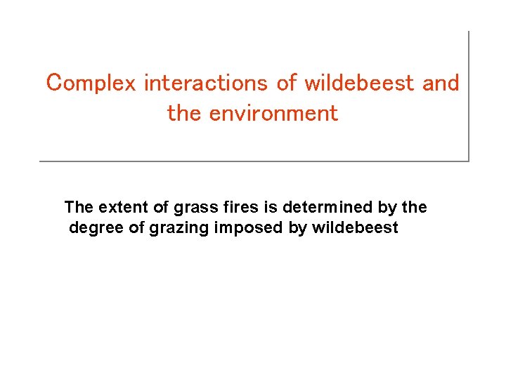 Complex interactions of wildebeest and the environment The extent of grass fires is determined