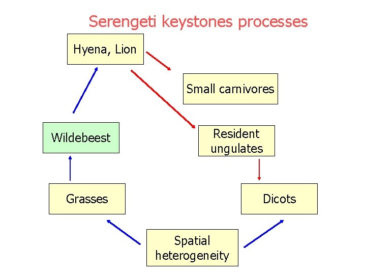 Serengeti keystones processes Hyena, Lion Small carnivores Wildebeest Resident ungulates Grasses Dicots Spatial heterogeneity