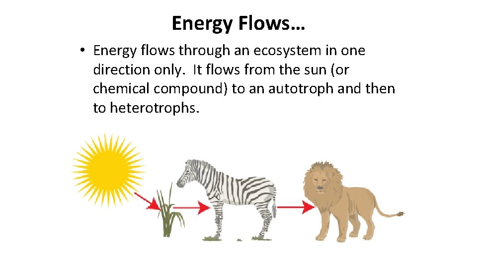 Energy Flows… • Energy flows through an ecosystem in one direction only. It flows