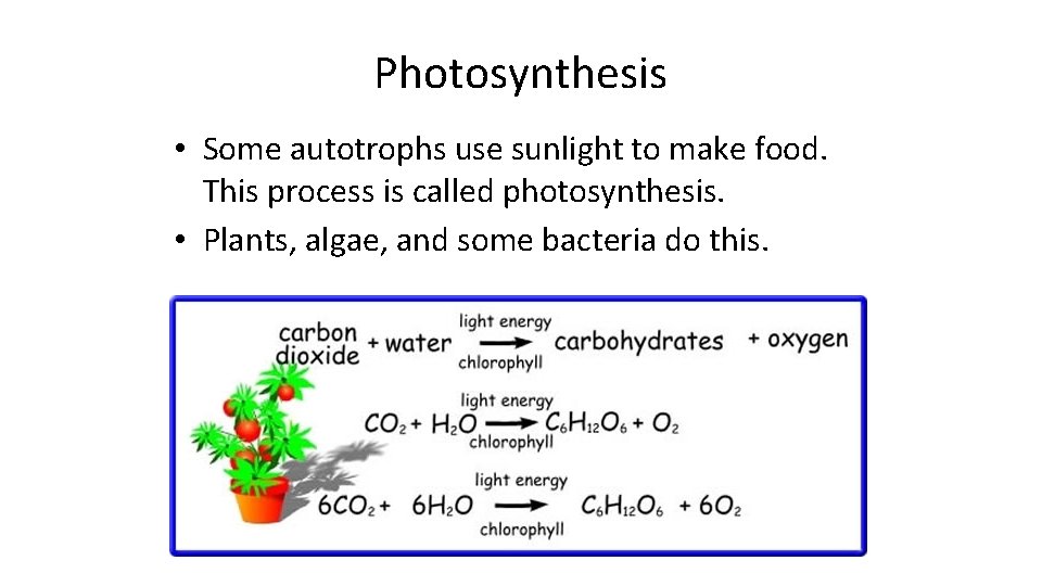 Photosynthesis • Some autotrophs use sunlight to make food. This process is called photosynthesis.