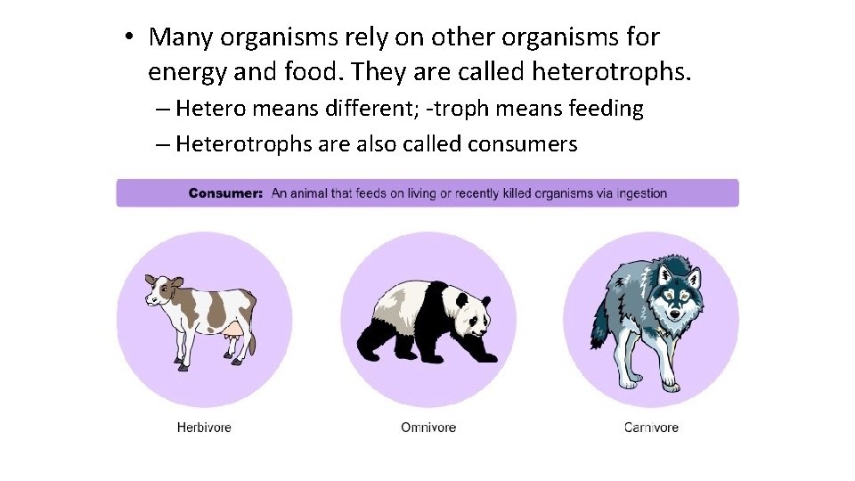  • Many organisms rely on other organisms for energy and food. They are