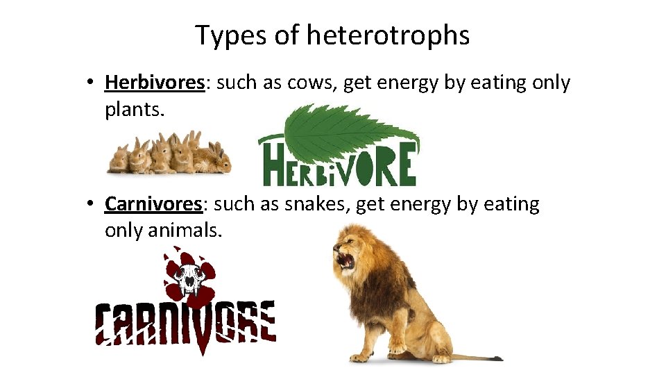 Types of heterotrophs • Herbivores: such as cows, get energy by eating only plants.