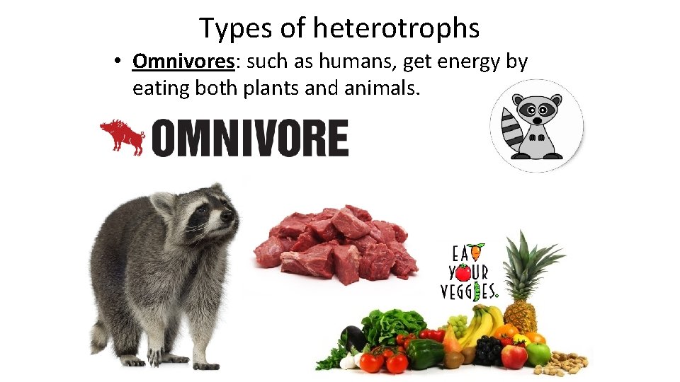 Types of heterotrophs • Omnivores: such as humans, get energy by eating both plants