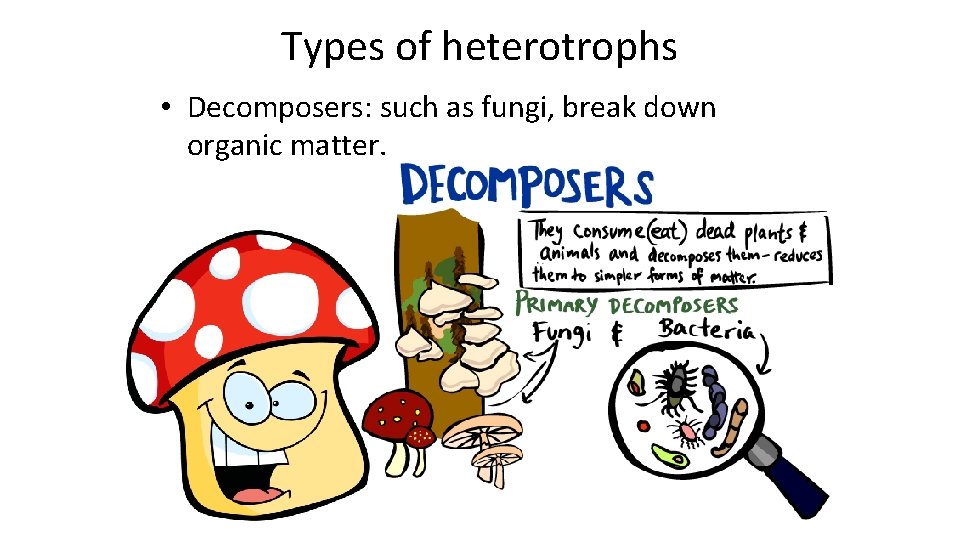 Types of heterotrophs • Decomposers: such as fungi, break down organic matter. 