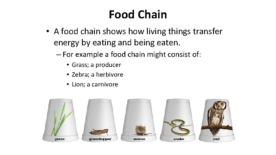 Food Chain • A food chain shows how living things transfer energy by eating