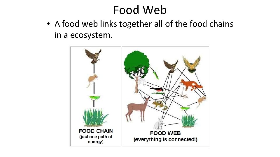 Food Web • A food web links together all of the food chains in