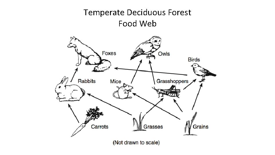 Temperate Deciduous Forest Food Web 