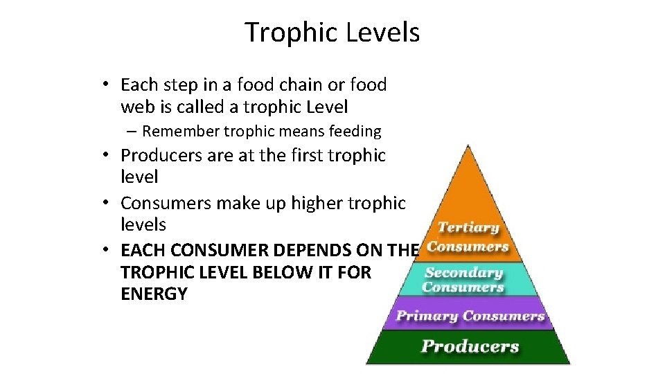 Trophic Levels • Each step in a food chain or food web is called