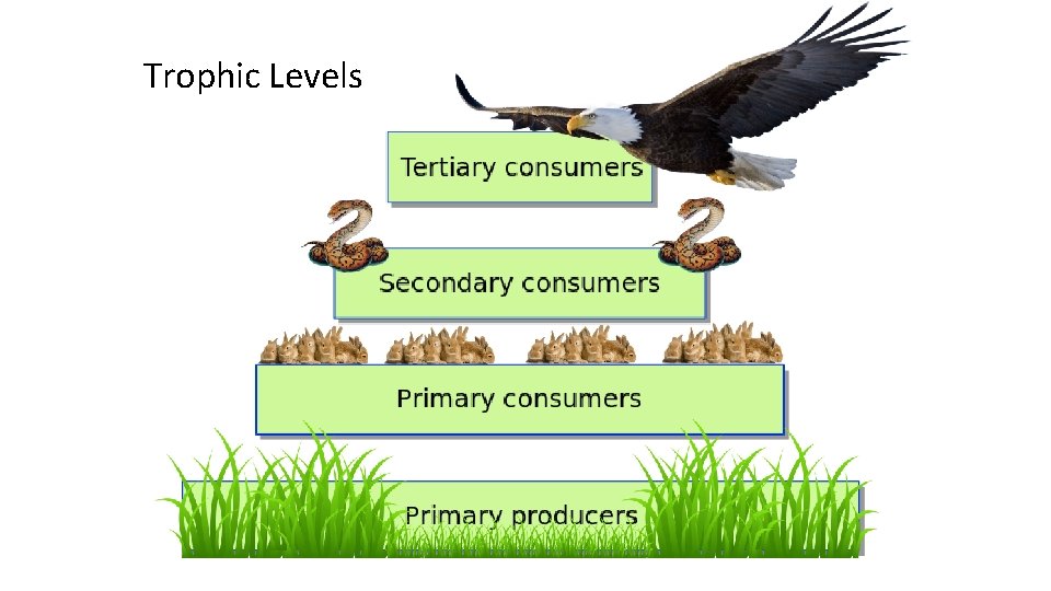 Trophic Levels 