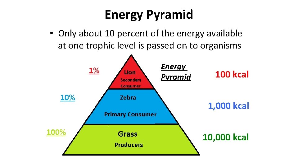 Energy Pyramid • Only about 10 percent of the energy available at one trophic