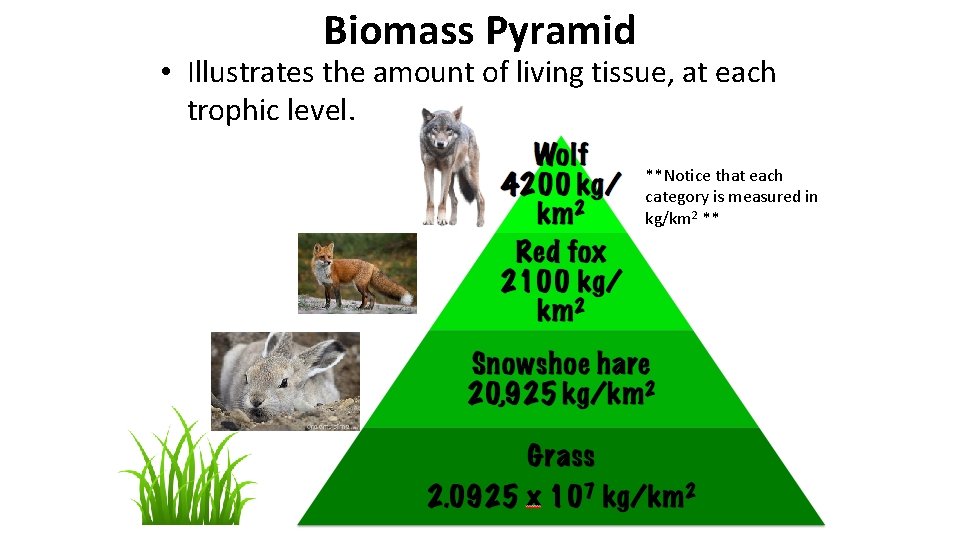 Biomass Pyramid • Illustrates the amount of living tissue, at each trophic level. **Notice