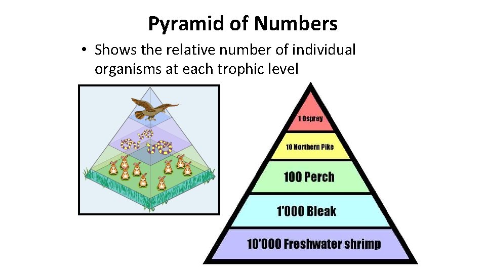 Pyramid of Numbers • Shows the relative number of individual organisms at each trophic