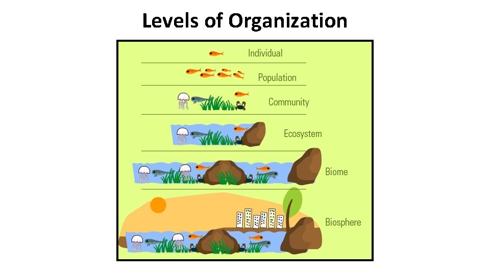 Levels of Organization 