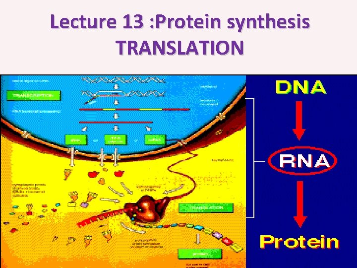 Lecture 13 : Protein synthesis TRANSLATION 
