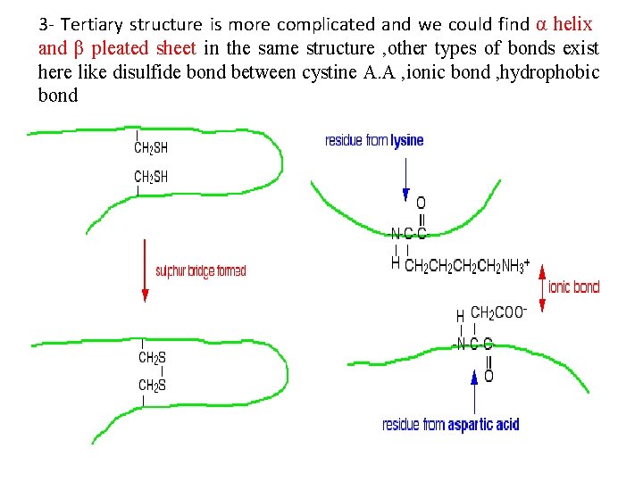 3 - Tertiary structure is more complicated and we could find α helix and