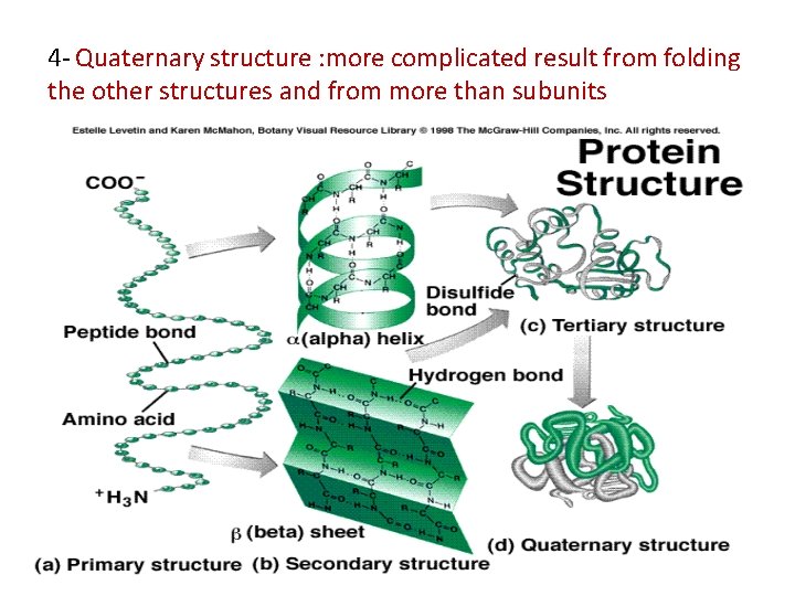 4 - Quaternary structure : more complicated result from folding the other structures and