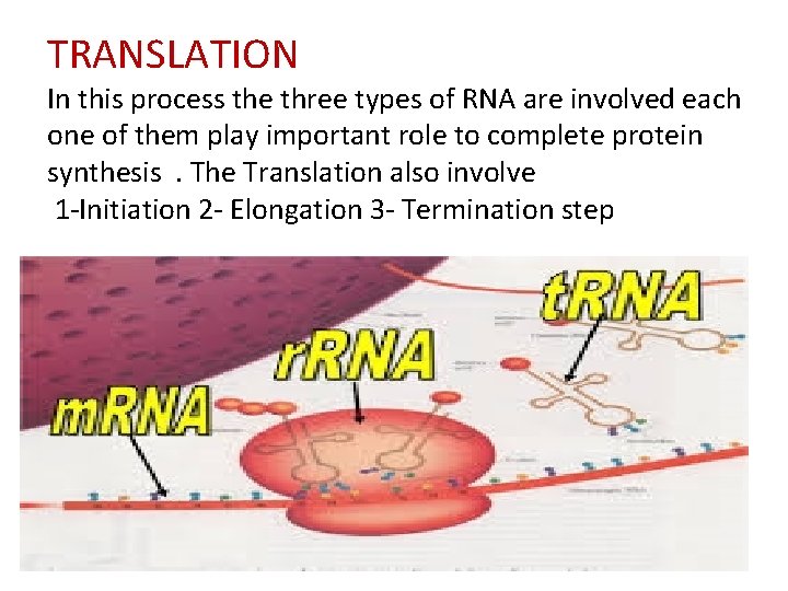 TRANSLATION In this process the three types of RNA are involved each one of