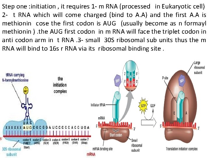 Step one : initiation , it requires 1 - m RNA (processed in Eukaryotic