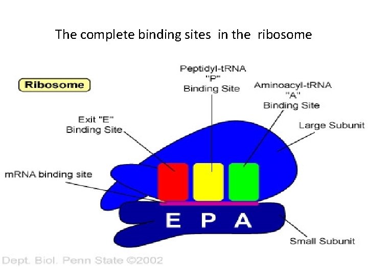 The complete binding sites in the ribosome 